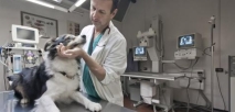 endoscopie, analisi del sangue, centri specialistici veterinari